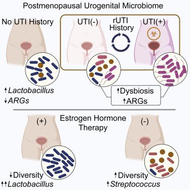 Recurrent Urinary Tract Infection And Estrogen Shape The Taxonomic