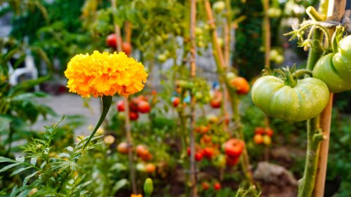 Permaculture Quelles Plantes Pour Faire Pousser Les Tomates Flipboard