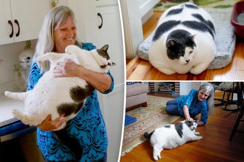 40 Pound Chonky Cat Update Whats Patches Been Up To Flipboard