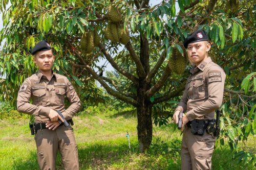 Leave Durians In Police Care Project Launched To Stop Durian Thefts