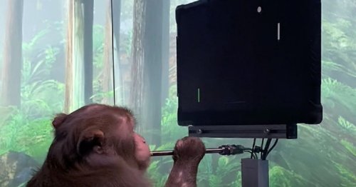 Elon Musk Company Uploads Video Showing Monkey Performing Remarkable Feat After Neuralink