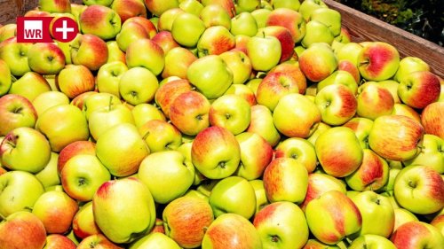 Apfel Ernte Mescheder Landfrau Verr T Ihre Liebsten Rezepte Flipboard