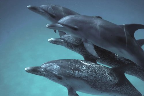 Parler le « dauphin » avec un Google Pixel, c’est possible grâce à l’IA