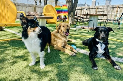 Tails will wag at the 10 best dog bars in the U.S.