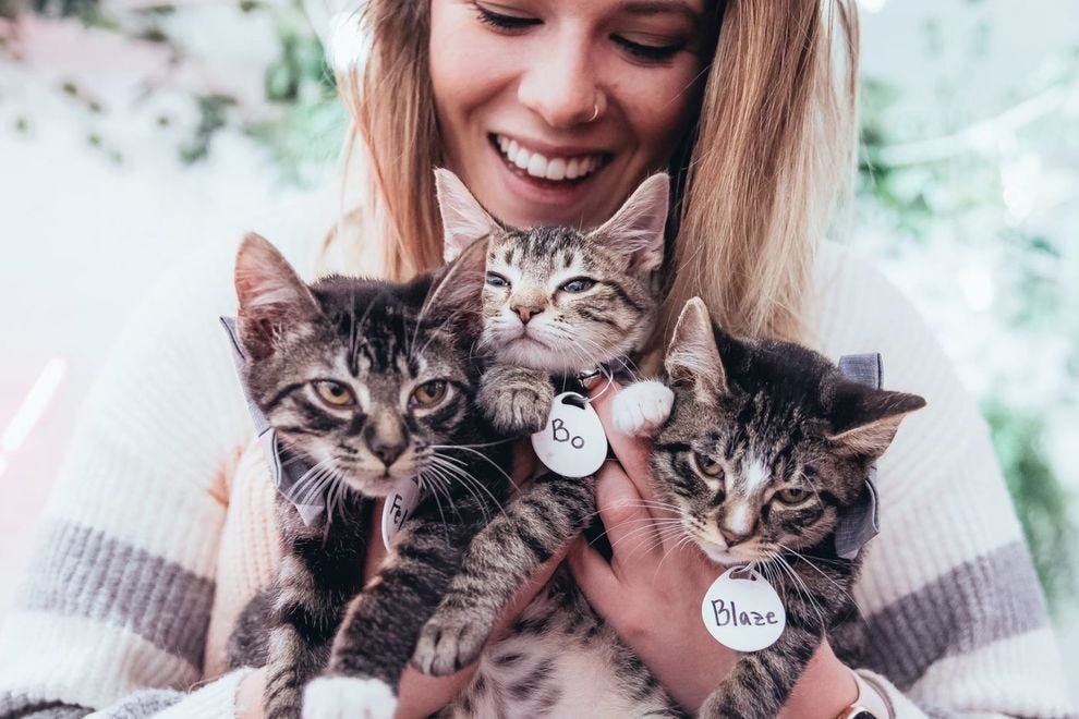 11 Things Only Cat Lovers Care About