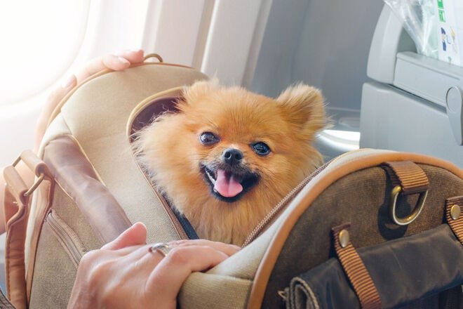 Flying with a dog: What you need to know about bringing pets on a plane