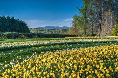 10 most spectacular flower festivals across the U.S.