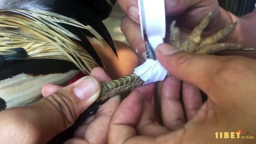 Hướng dẫn cách lên cựa gà tre cực đơn giản và dễ thành công
