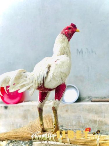 Hướng dẫn cách xem gà nhạn thi đấu chuẩn xác nhất