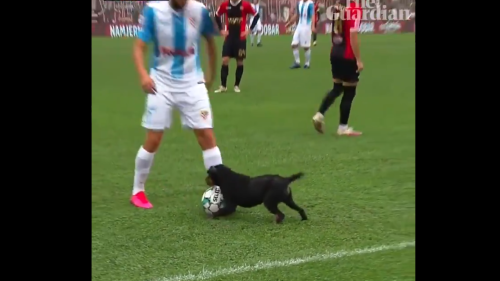 Der Ball ist Hund