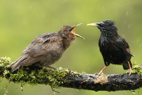 35 Pictures To Teach You About Decisive Moment In Bird Photography