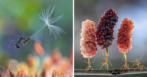 The Best of Macro: 20 Winning Photos From the 35 Photography Awards