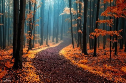 Photographer Janek Sedlář Captures Beautiful Autumn Forests Of Czech Republic