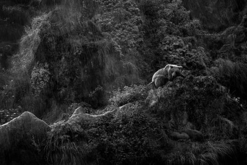 25 Award Winning Black and White Wildlife Photos That Capture Nature's Soul