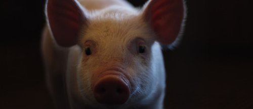 Forscher haben Organe von toten Schweinen wiederbelebt