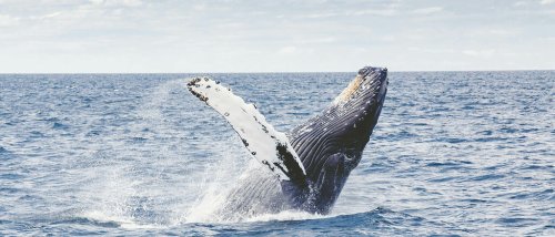 SETI-Forscher: Kommunikation mit Walen ist der Schlüssel zu Gesprächen mit Aliens