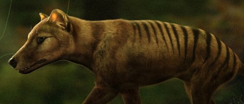 Ein Start-up will den ausgestorbenen Tasmanischen Tiger wiederbeleben