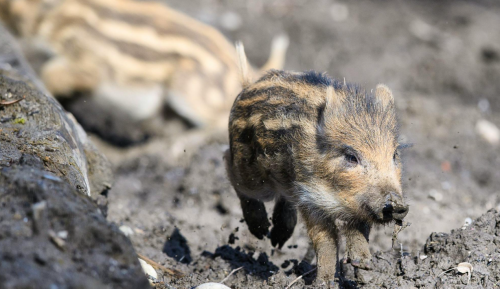 Tierpark verfüttert junge Wildsauen an Wölfe und Leoparden