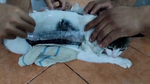 Flauschige Tarnung: Katze schmuggelt Drogen ins Gefängnis