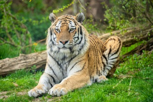 Le tigre Viktor, champion du tir à la corde, a été euthanasié