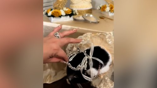 Ein Katzengeburtstag rettet ganzes Tierheim