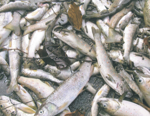 Verschmutzter Bach: Ganzer Fischbestand gestorben
