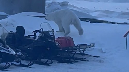 Hotelmitarbeiter will Eisbär vertreiben, dann muss er fliehen