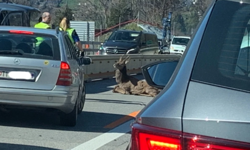 Wildes Hindernis sorgt für Chaos auf der Gotthard-Route