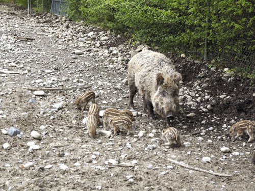 Wushu, Lannia und zwölf Frischlinge sorgen im Wildpark für Trubel