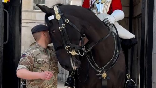 Schmuse-Pferd bringt King’s Guard beinahe zum Lachen