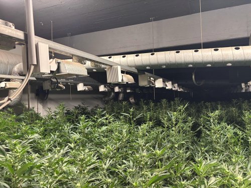 THC statt CBD: Polizei hebt illegale Indoor-Hanfanlage aus