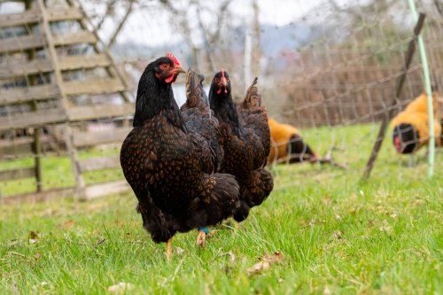 41 Jugendliche treten Huhn wie Fussball – Anklage erhoben