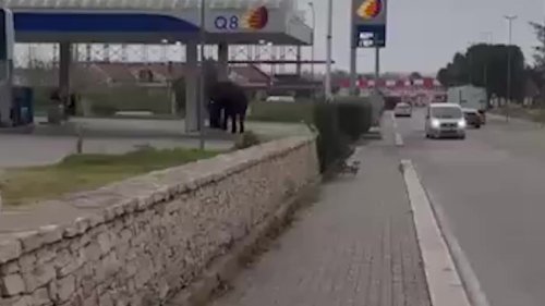 Un éléphant fait le plein d’essence