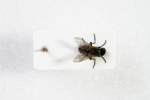 «Ich will nicht fliegen!» – Studis wollen Kunstwerk retten