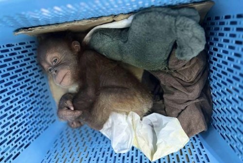 In Plastikkörben und mit Windeln: Polizei rettet Orang-Utan-Babys