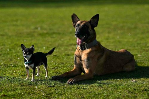 Pour avoir un chien, il faudra montrer patte blanche
