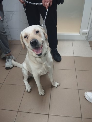 Herzzerreissend: Hund Kosmos wachte über tote Besitzerin