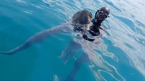 Das «Monster vom Gardasee» soll sogar kleine Hunde fressen