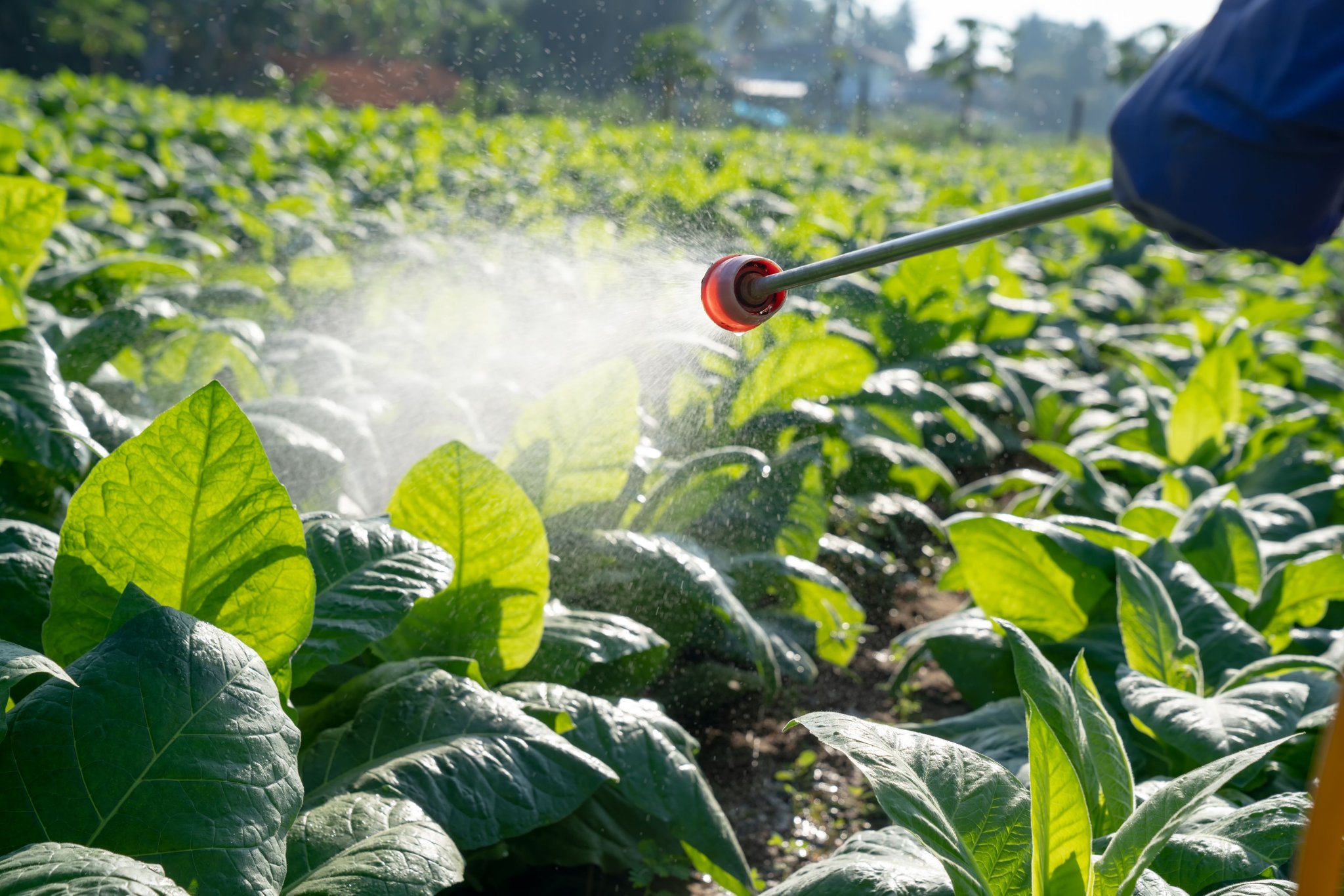La Confédération défend l’emploi d’un pesticide ultratoxique