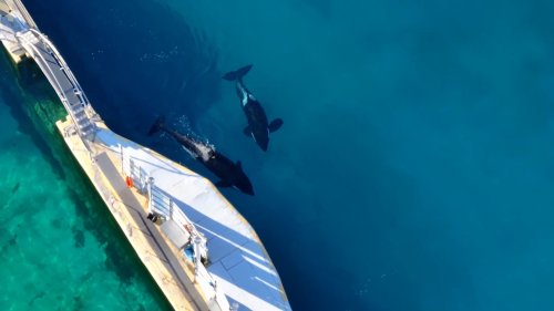 Marine-Park seit Monaten zu: Zukunft zweier Orcas bleibt ungewiss