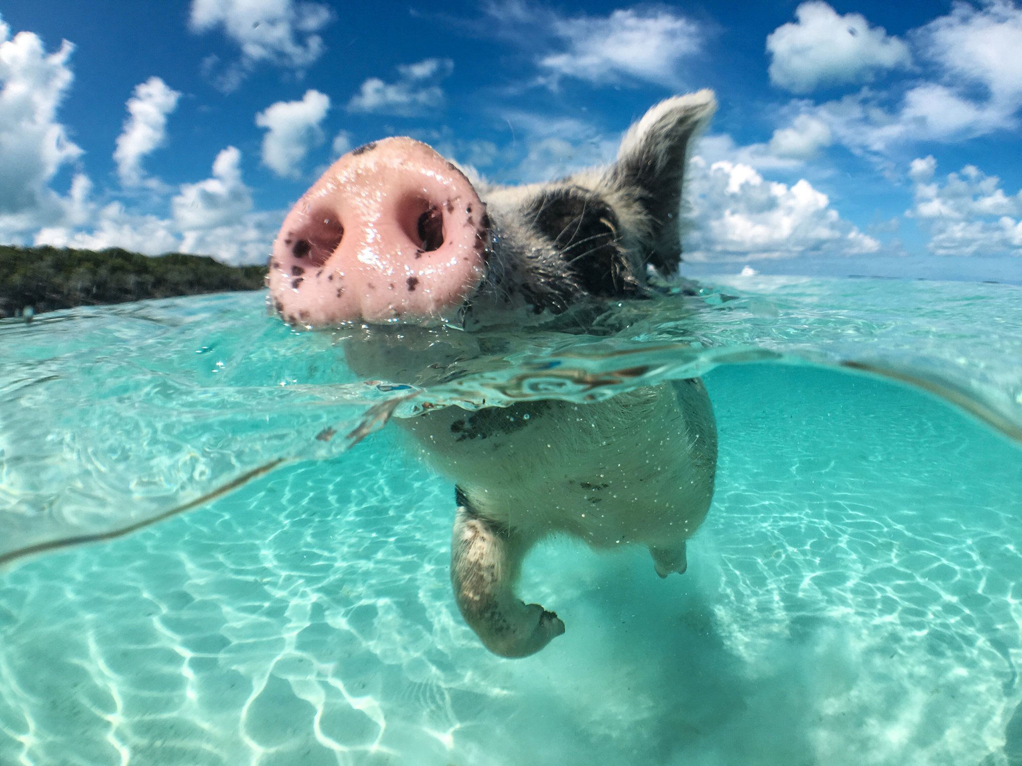 Hier schwimmst du mit Schweinen und streichelst Otter