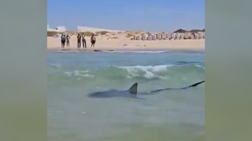 Hai-Alarm am beliebten Badestrand: Menschliche Überreste gefunden