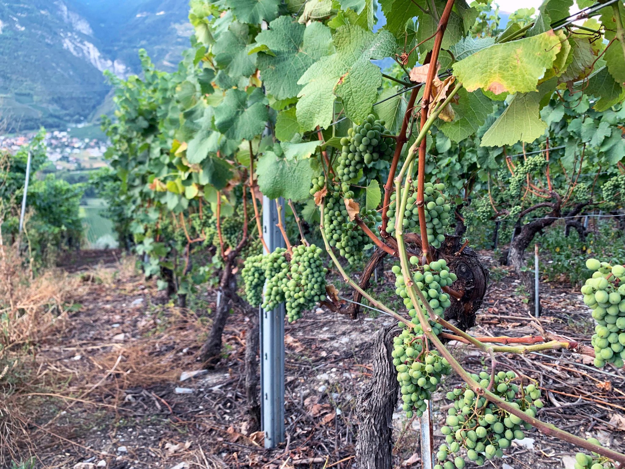Vendanges 2024 «parmi les trois plus faibles depuis 50 ans»