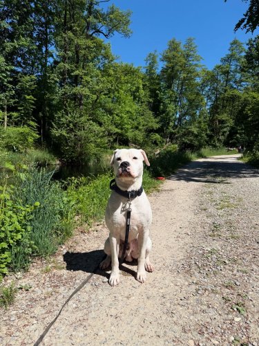 Busfahrer verweigert die Weiterfahrt – wegen Bulldogge «Bosco»