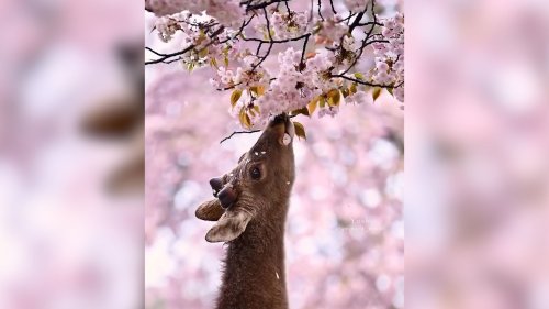 Bei Bambi-Fans wecken diese Bilder Erinnerungen