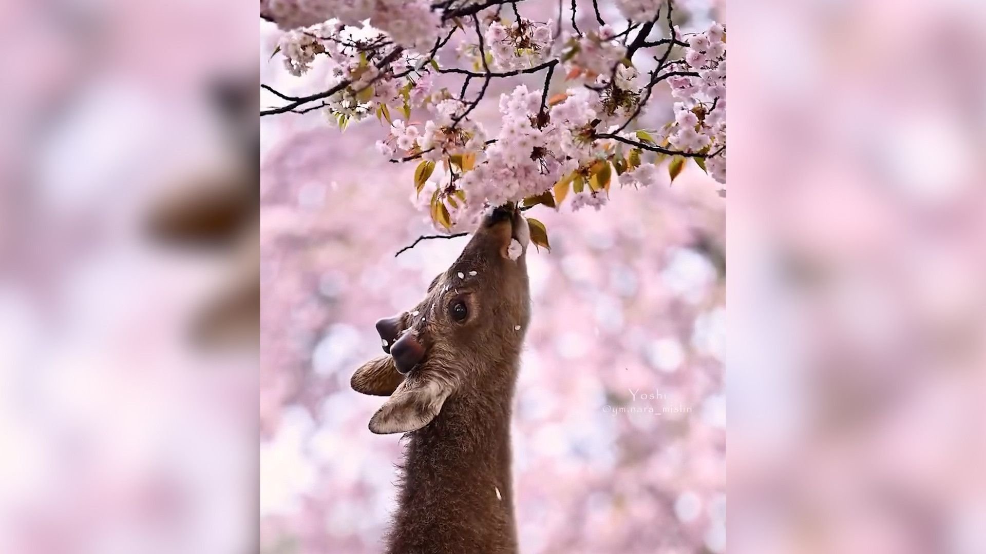 Bei Bambi-Fans wecken diese Bilder Erinnerungen