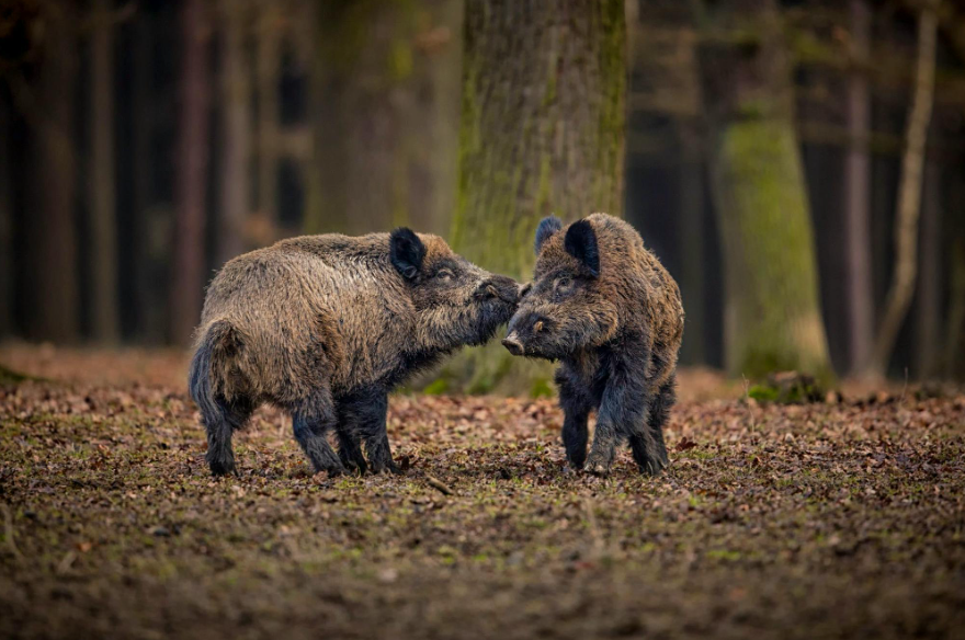 «La peste porcine est une menace bien réelle pour la Suisse»