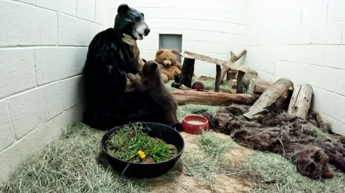 Tierpfleger täuschen verwaistes Bärenbaby mit Kostüm
