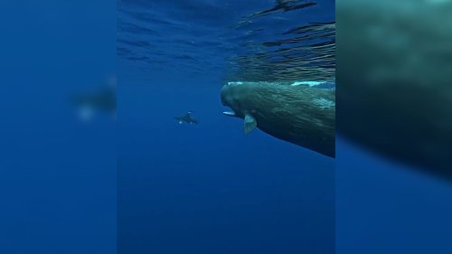 Taucher sichtet Hai – dann tauchen plötzlich Pottwale auf