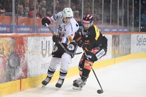 Fribourg doit gagner dans la fosse aux Ours